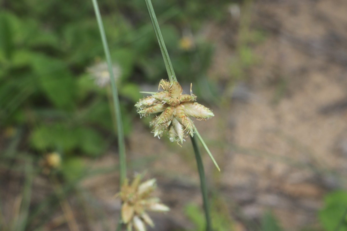 Cyperus arenarius Retz.